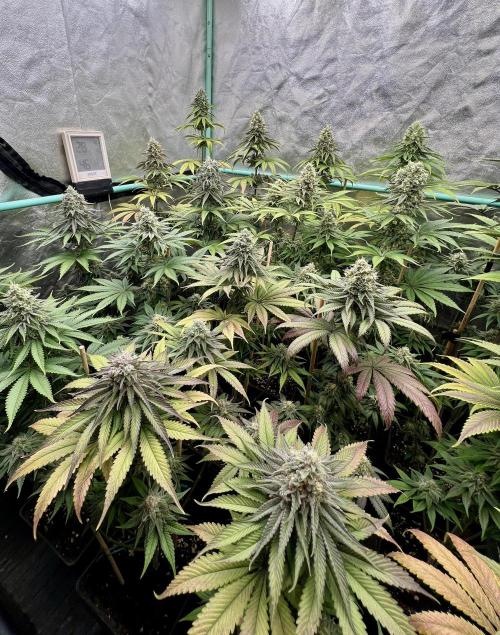 Green Crack. Week 8