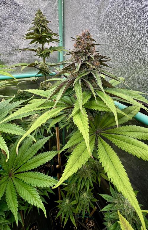 Green Crack. Week 8
