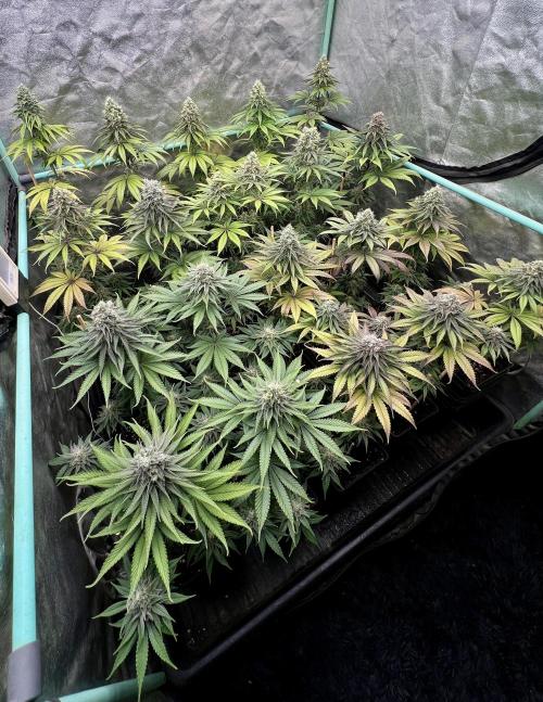 Green Crack. Week 8