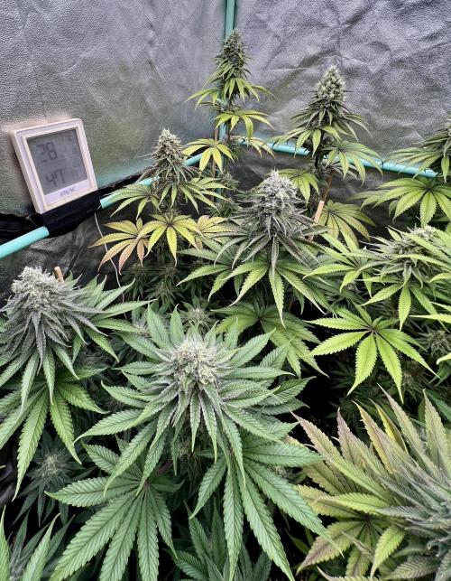 Green Crack. Week 8