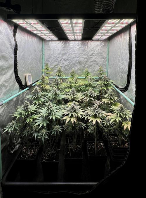 Green Crack. Week 8
