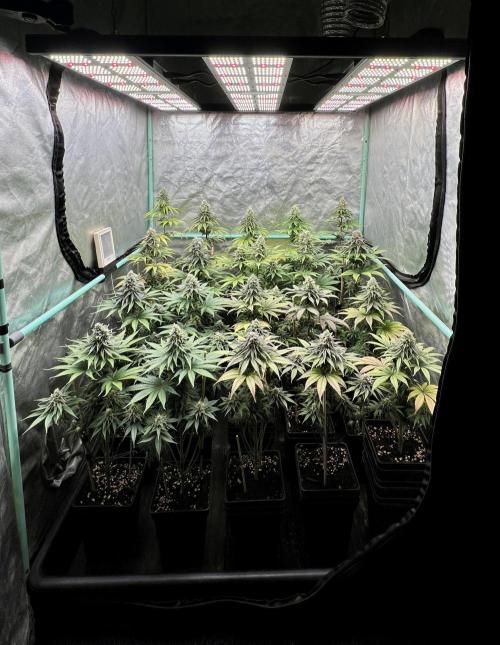 Green Crack. Week 8