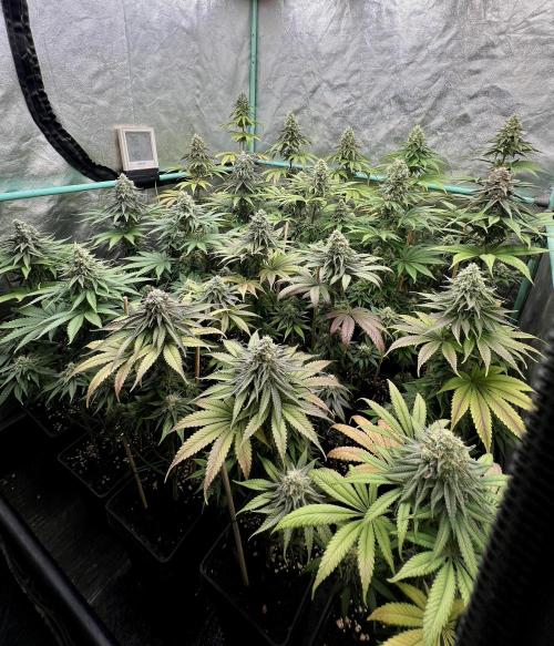 Green Crack. Week 8