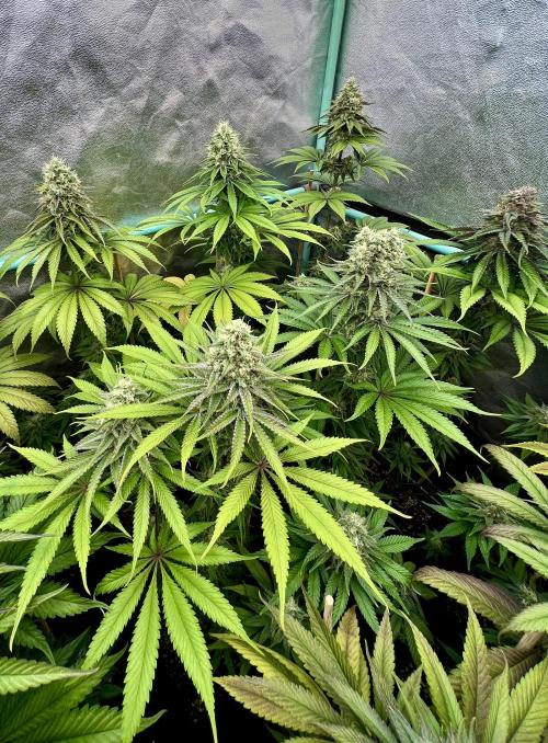 Green Crack. Week 8