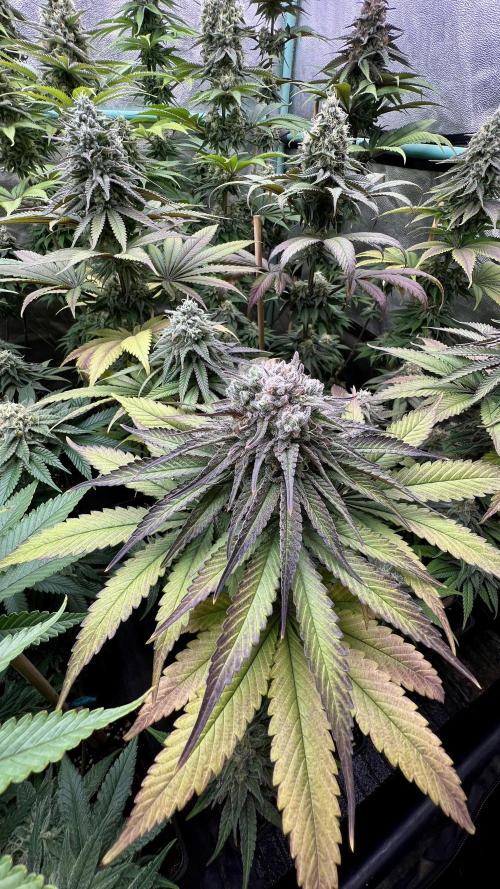 Green Crack. Week 8