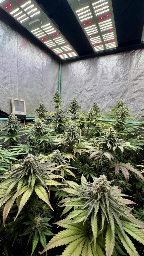 Green Crack. Week 8