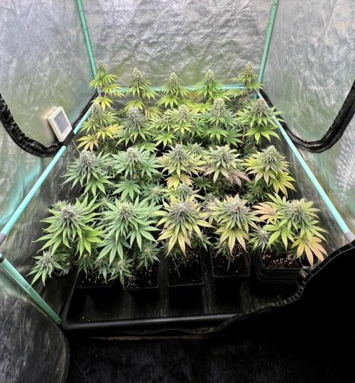 Green Crack. Week 8