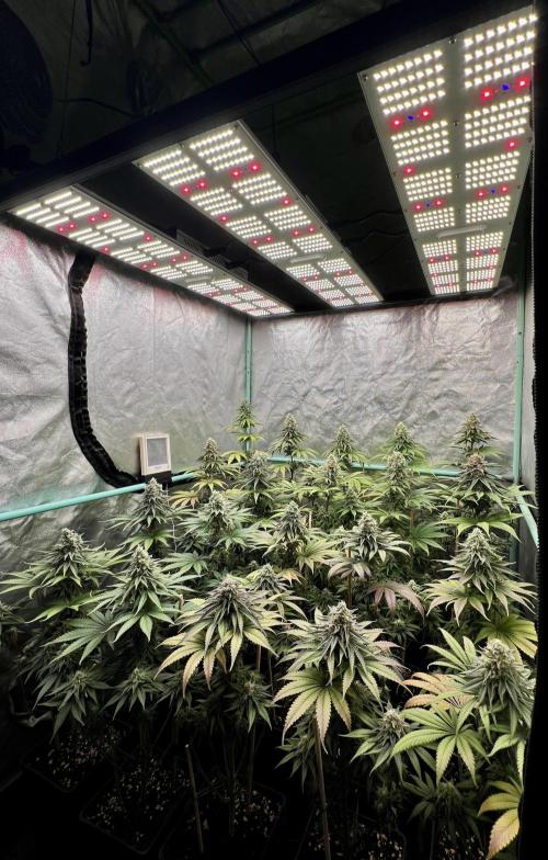 Green Crack. Week 8
