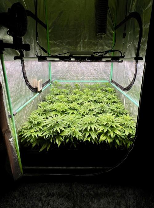 Apple Fritter. Week 6
