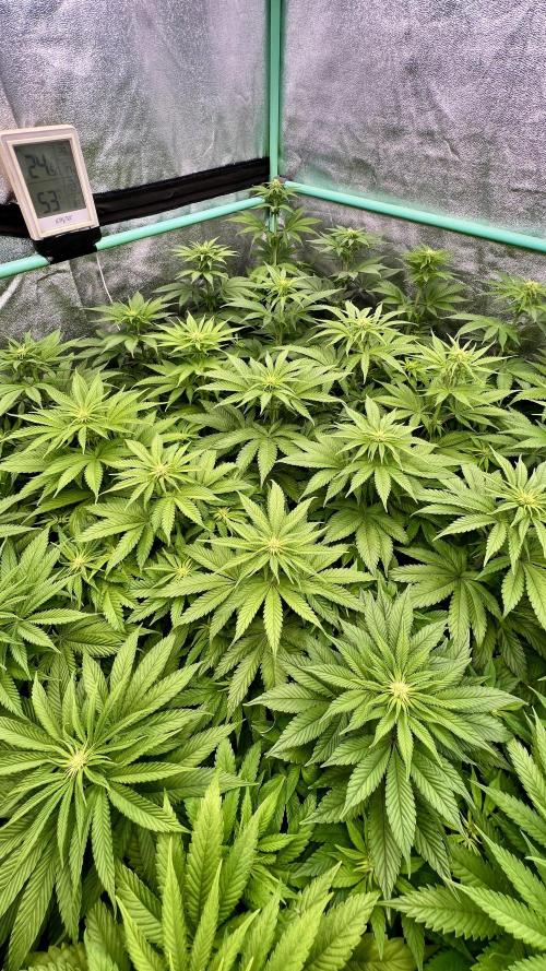 Apple Fritter. Week 6