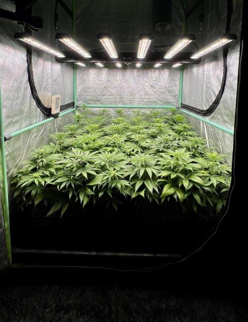 Apple Fritter. Week 6