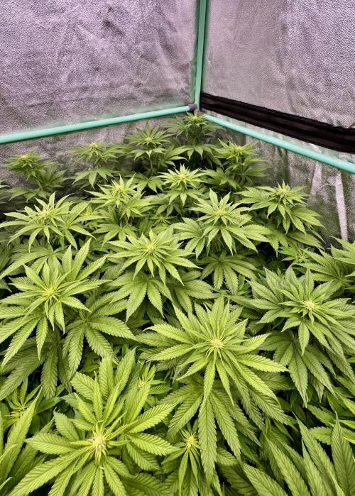 Apple Fritter. Week 6