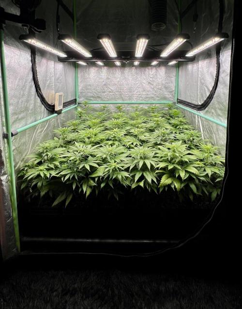 Apple Fritter. Week 6