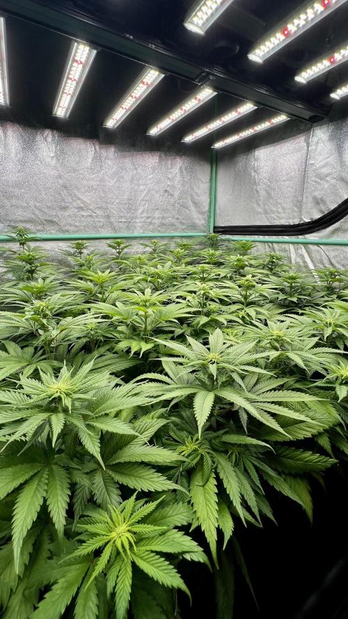 Apple Fritter. Week 6