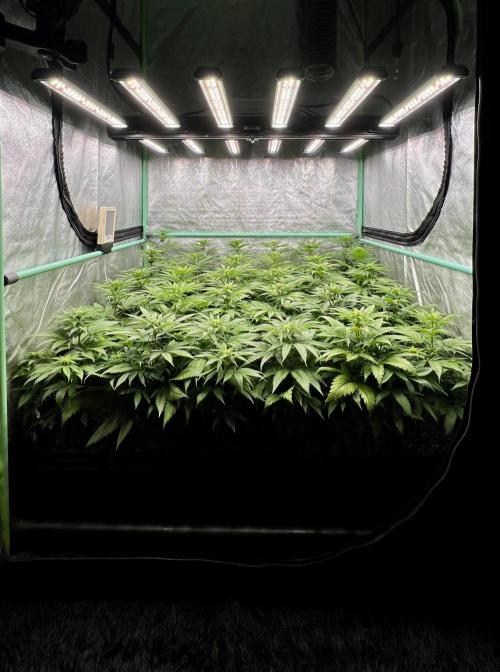 Apple Fritter. Week 6