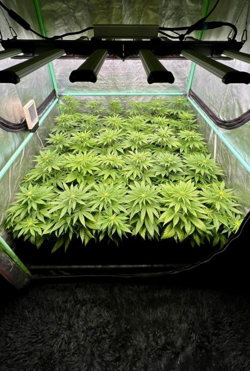 Apple Fritter. Week 6