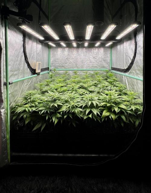 Apple Fritter. Week 6