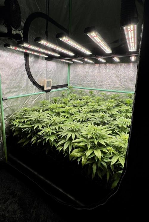 Apple Fritter. Week 6
