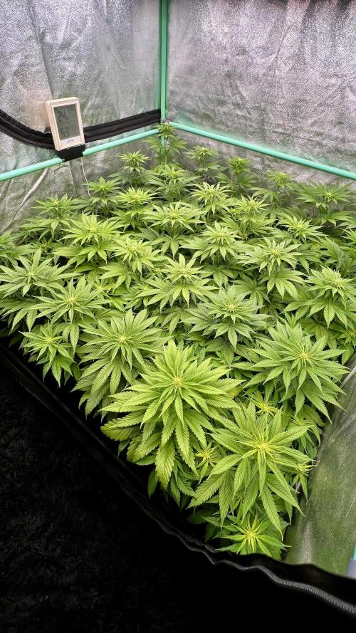 Apple Fritter. Week 6