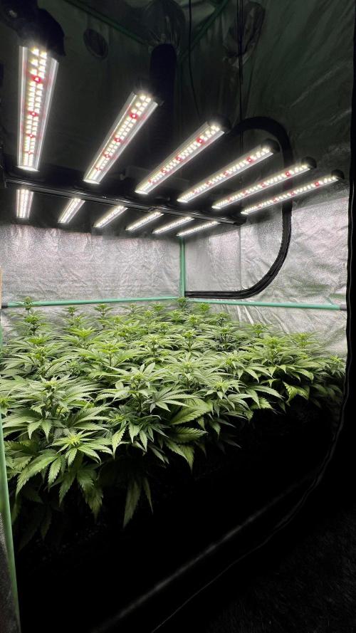 Apple Fritter. Week 6