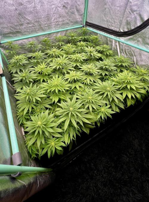 Apple Fritter. Week 6