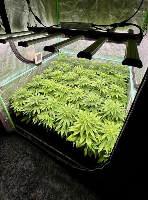 Apple Fritter. Week 6