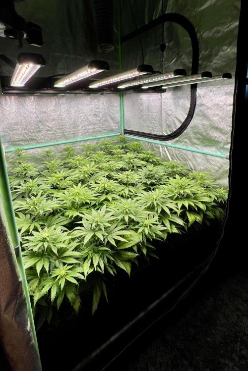 Apple Fritter. Week 6