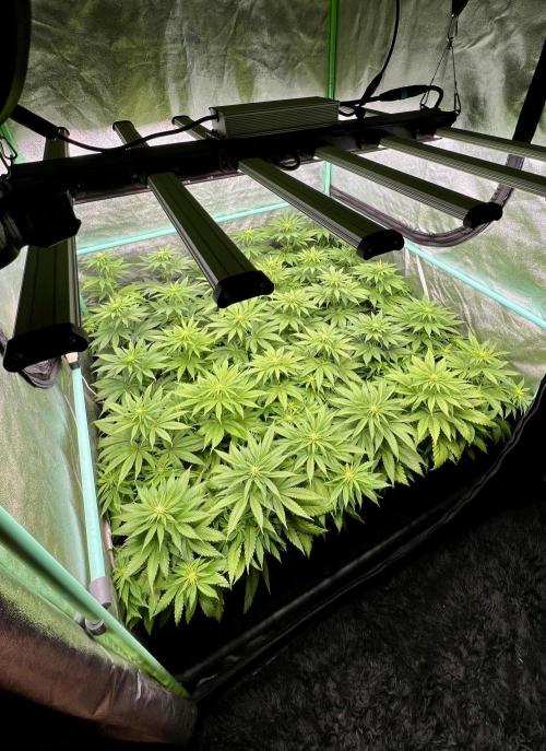 Apple Fritter. Week 6