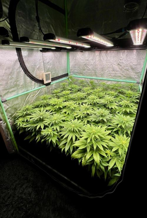 Apple Fritter. Week 6