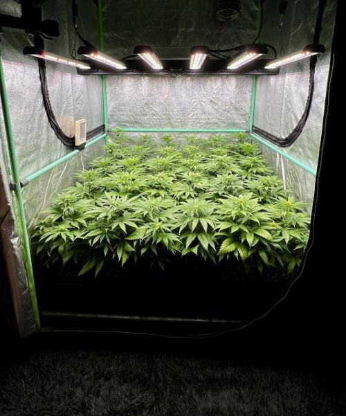 Apple Fritter. Week 6