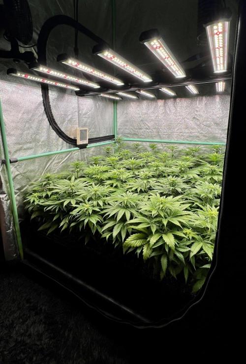 Apple Fritter. Week 6