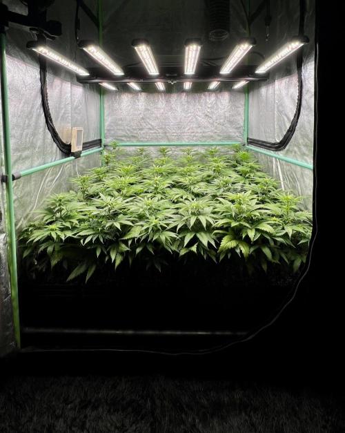 Apple Fritter. Week 6