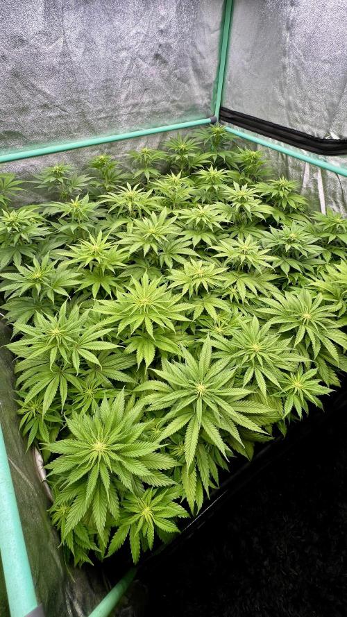Apple Fritter. Week 6