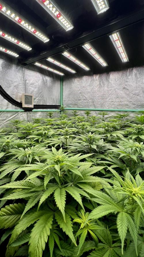 Apple Fritter. Week 6