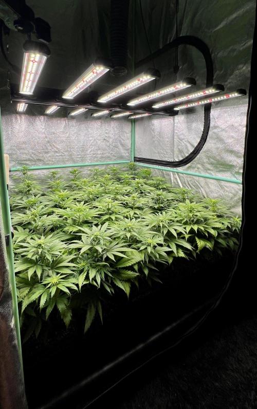 Apple Fritter. Week 6