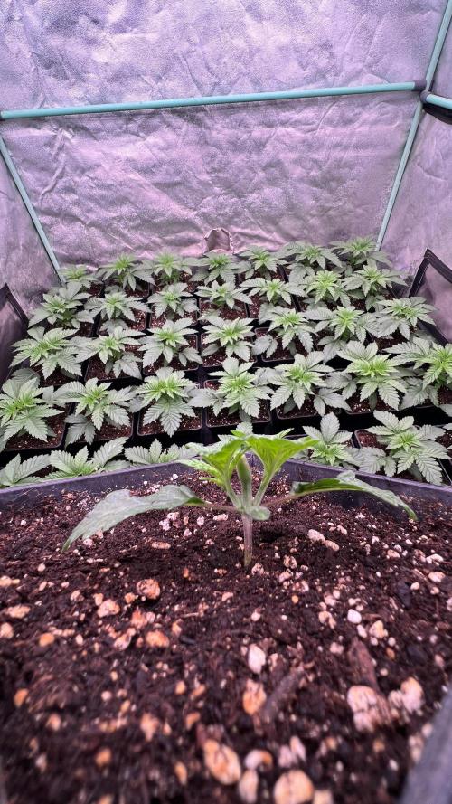 Gorilla Runtz. Week 2