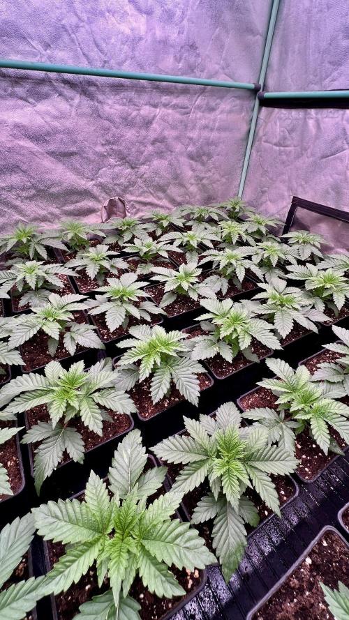 Gorilla Runtz. Week 2