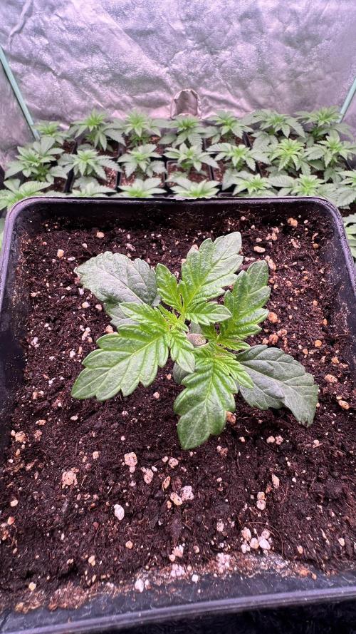 Gorilla Runtz. Week 2