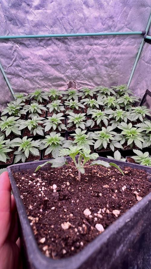 Gorilla Runtz. Week 2