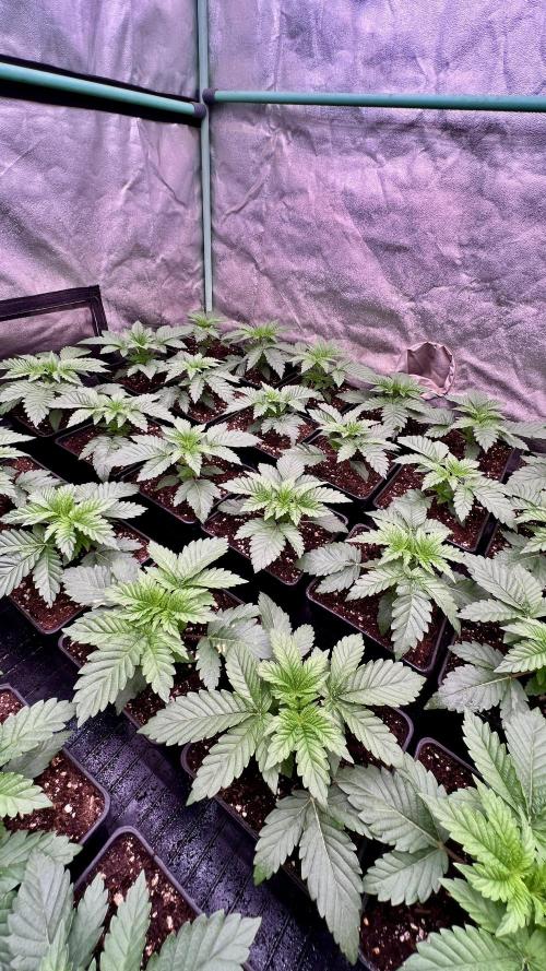 Gorilla Runtz. Week 2