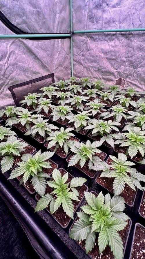Gorilla Runtz. Week 2