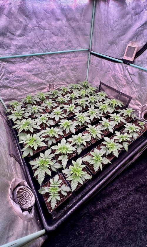 Gorilla Runtz. Week 2