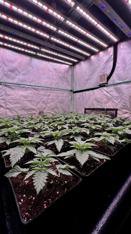 Gorilla Runtz. Week 2