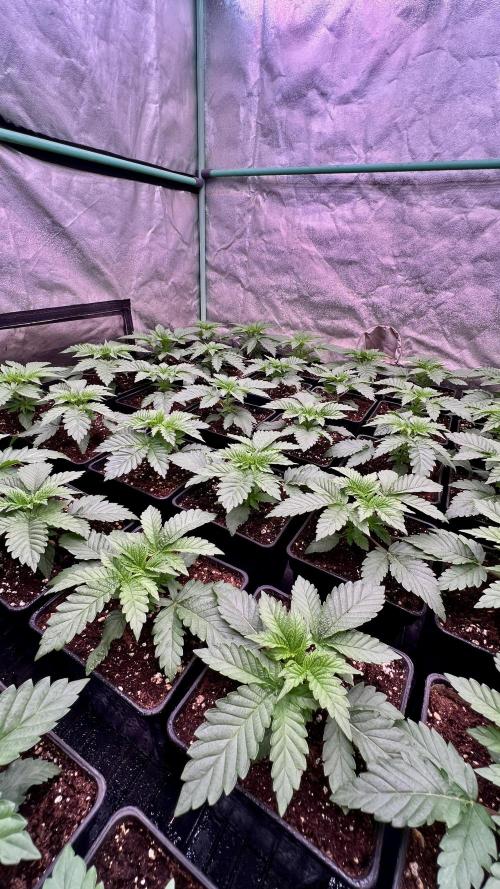 Gorilla Runtz. Week 2