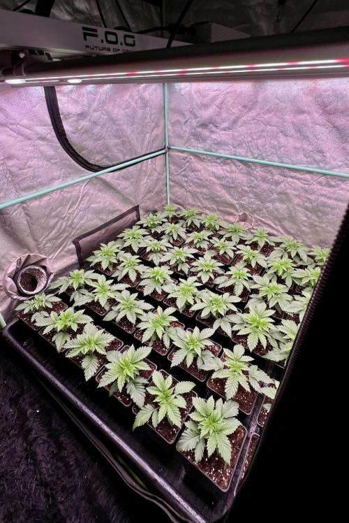 Gorilla Runtz. Week 2