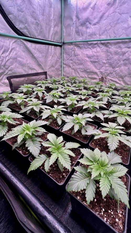 Gorilla Runtz. Week 2