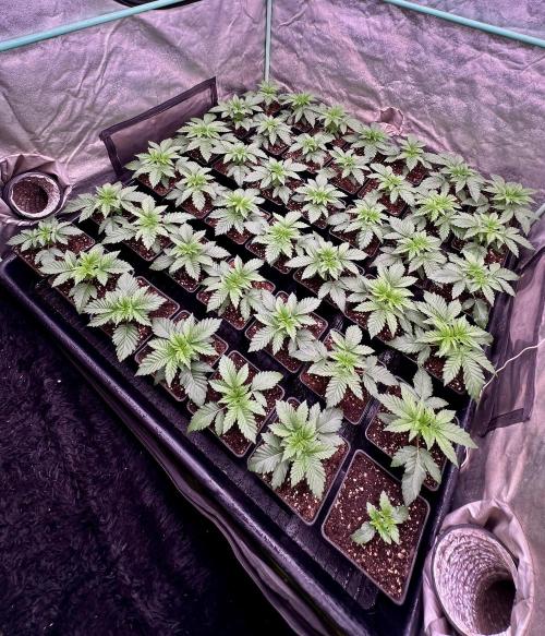 Gorilla Runtz. Week 2