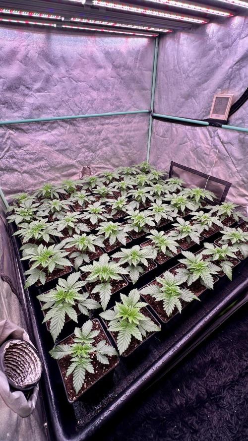 Gorilla Runtz. Week 2