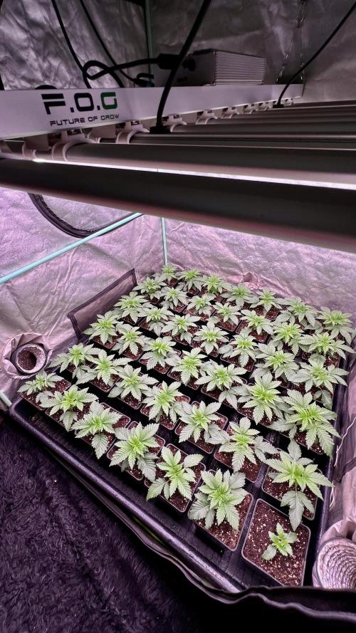 Gorilla Runtz. Week 2