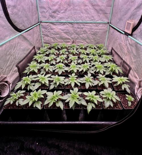 Gorilla Runtz. Week 2